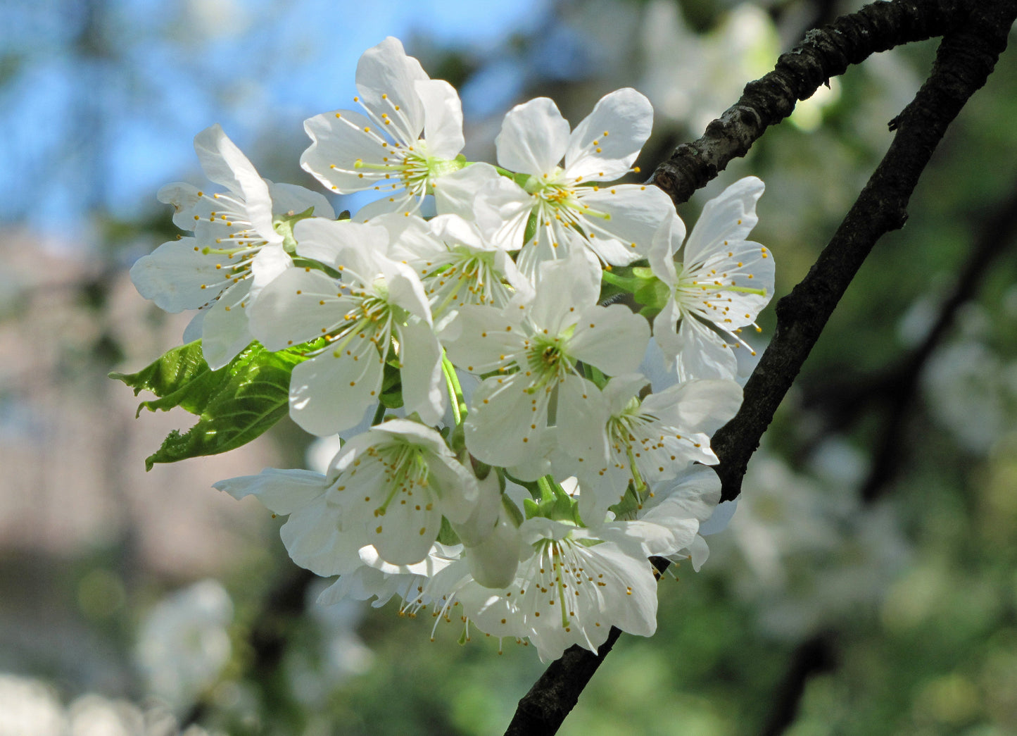 European Sweet Cherry | Premium Seeds | Prunus avium 'Fruit' | Plants'® - Plants'