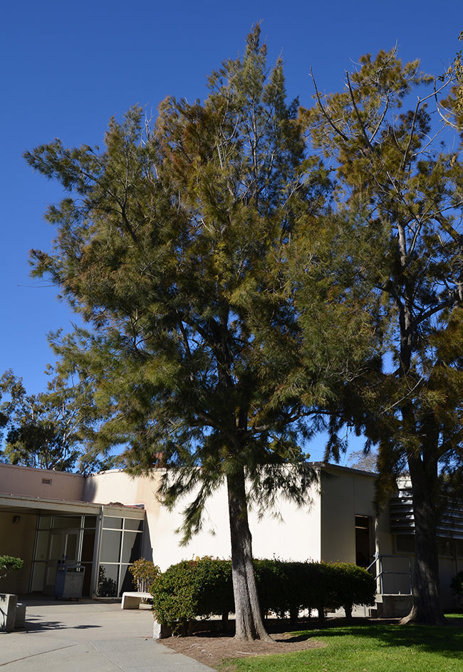 Australian River Pine Tree | Premium Seeds | Casuarina cunninghamiana | Plants'® - Plants'