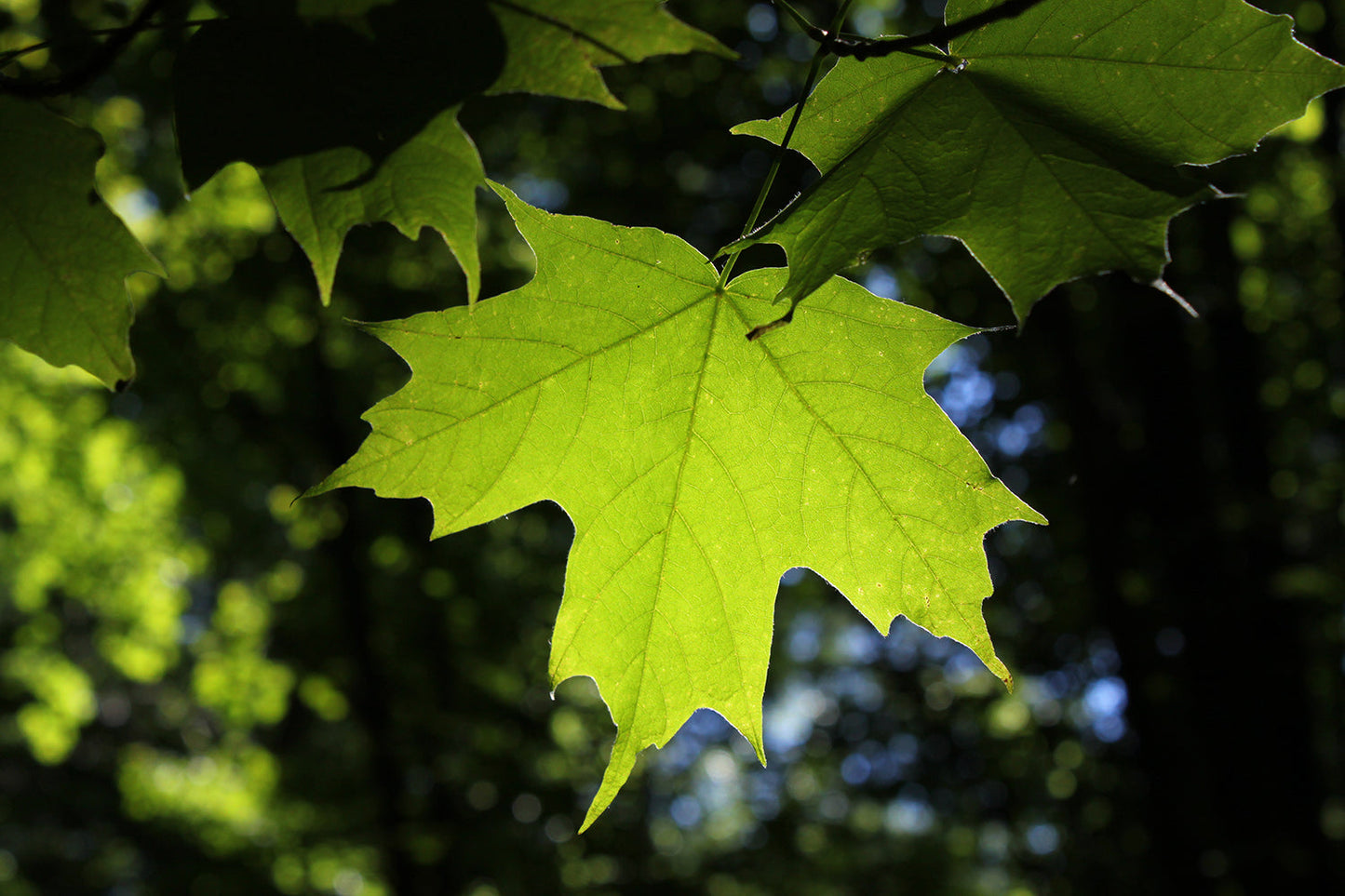 Northern Sugar Maple Tree | Premium Seeds | Acer saccharum 'Summer' | Plants'® - Plants'