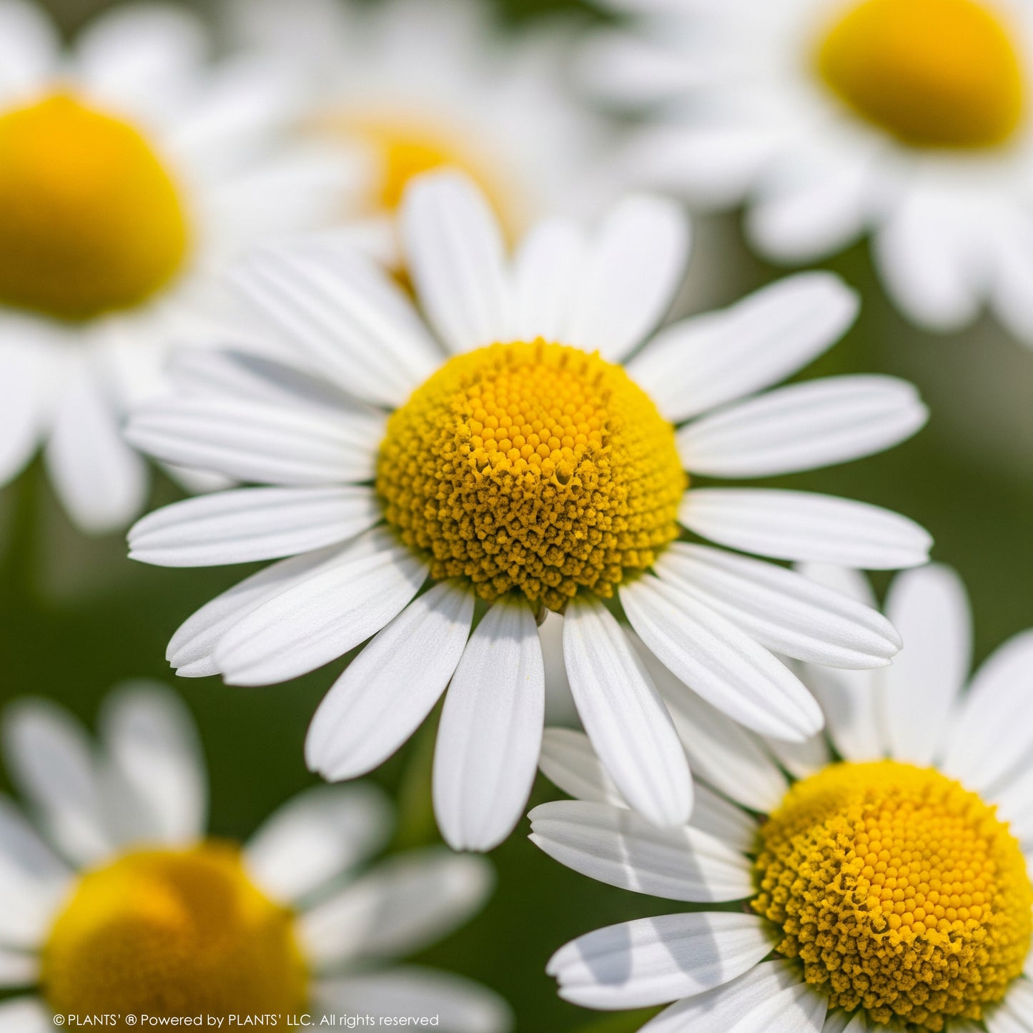 German Chamomile Flowers | Premium Seeds | Matricaria recutita 'German' | Plants'®
