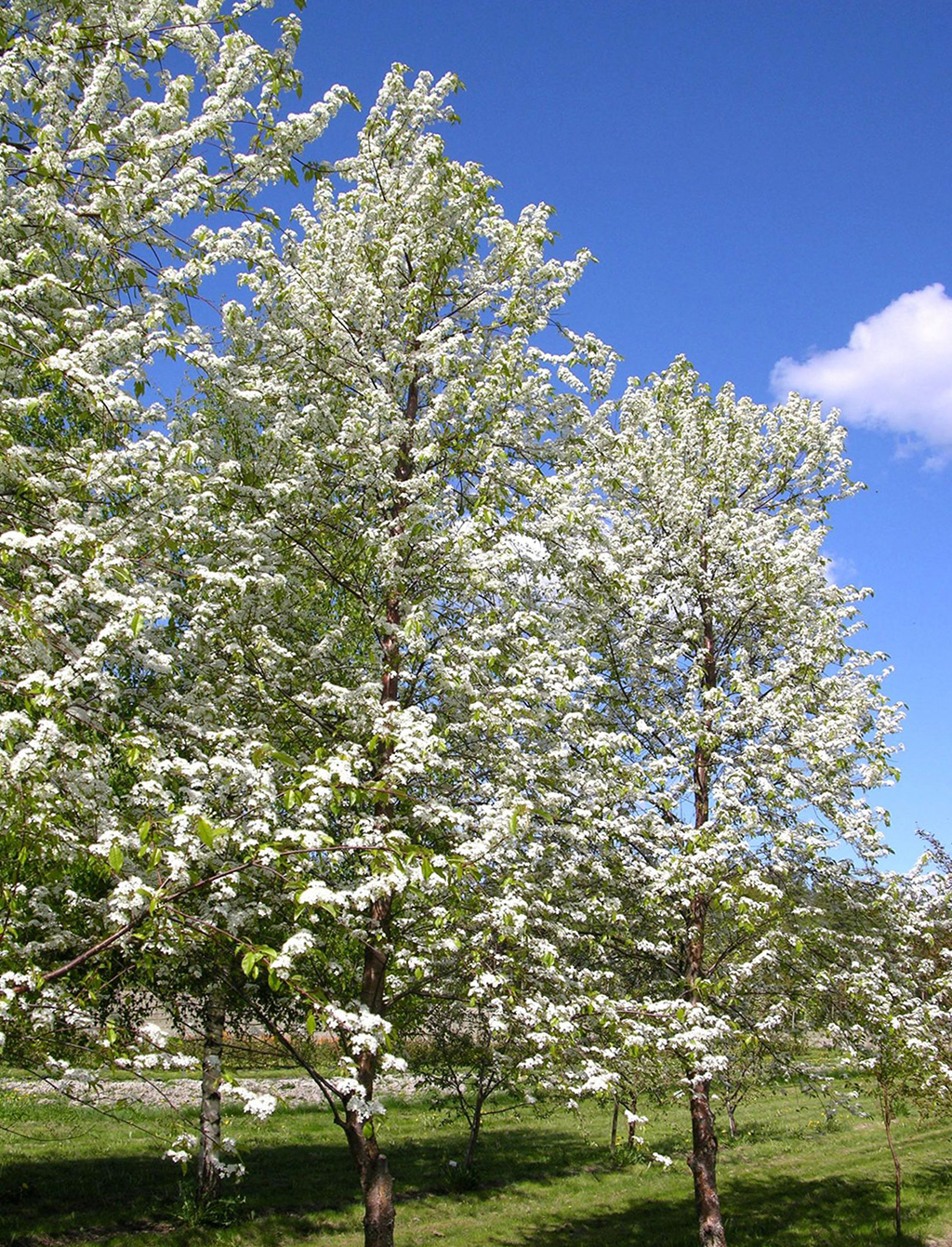 Pin Cherry Tree | Premium Seeds | Prunus pensylvanica 'Fall' | Plants'®