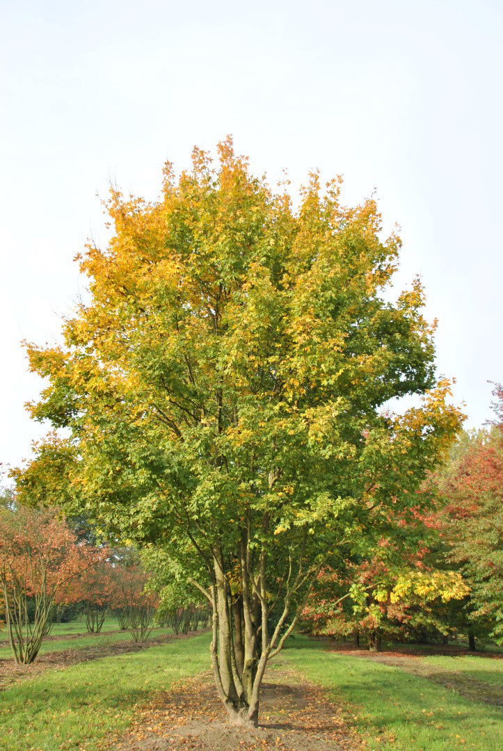 Field Maple Tree | Premium Seeds | Acer campestre 'Fall' | Plants'® - Plants'