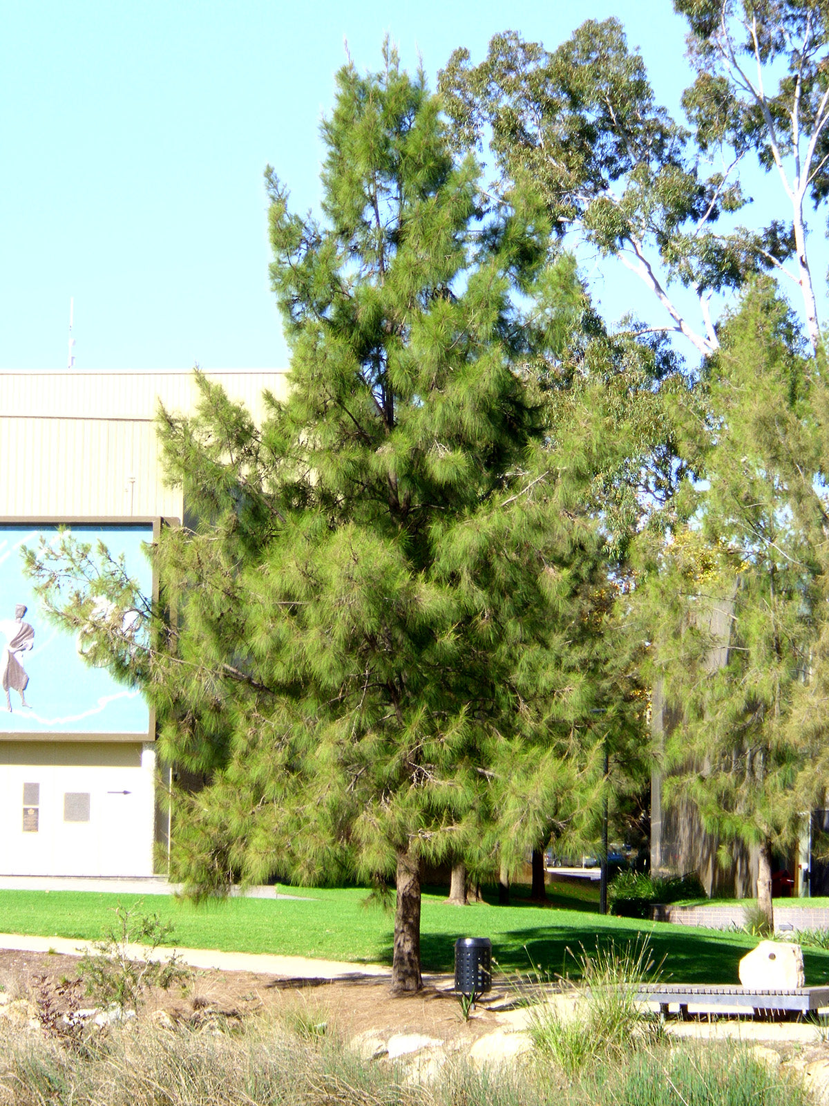Australian River Pine Tree | Premium Seeds | Casuarina cunninghamiana | Plants'® - Plants'