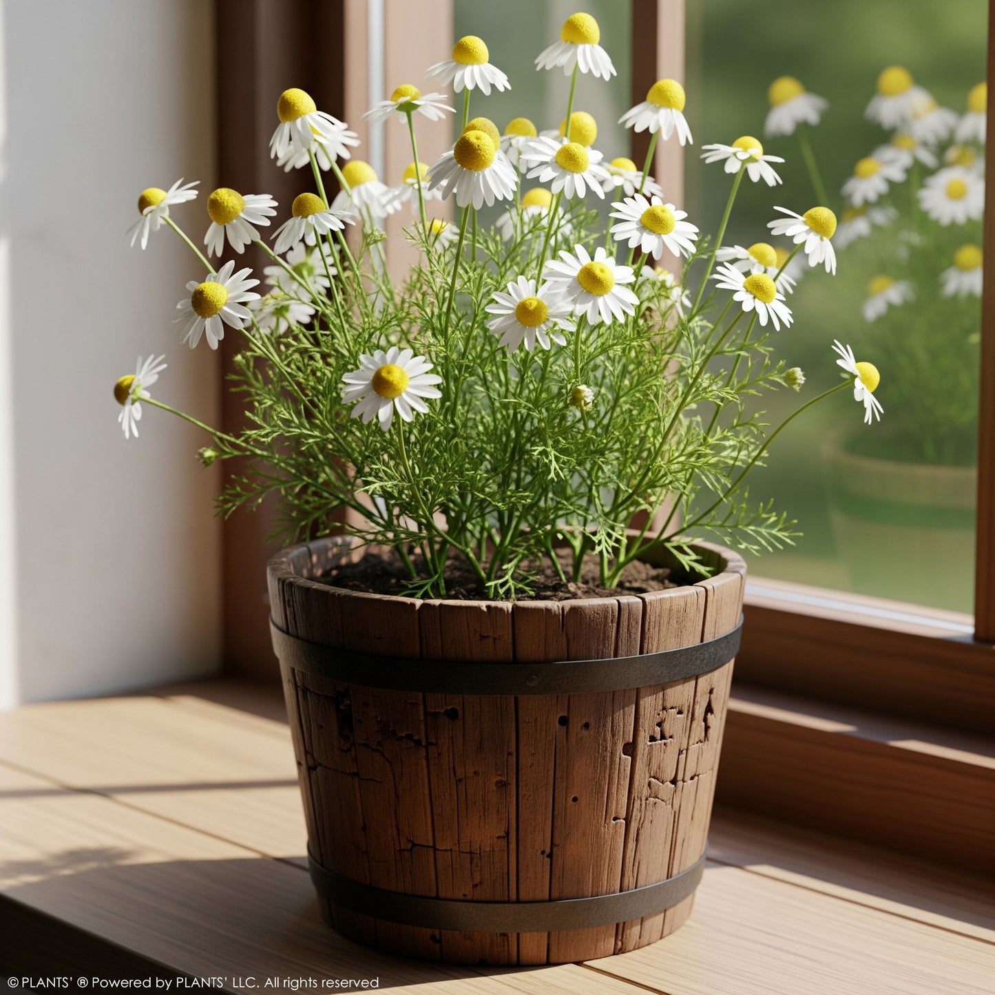 German Chamomile Flowers | Premium Seeds | Matricaria recutita 'German' | Plants'®