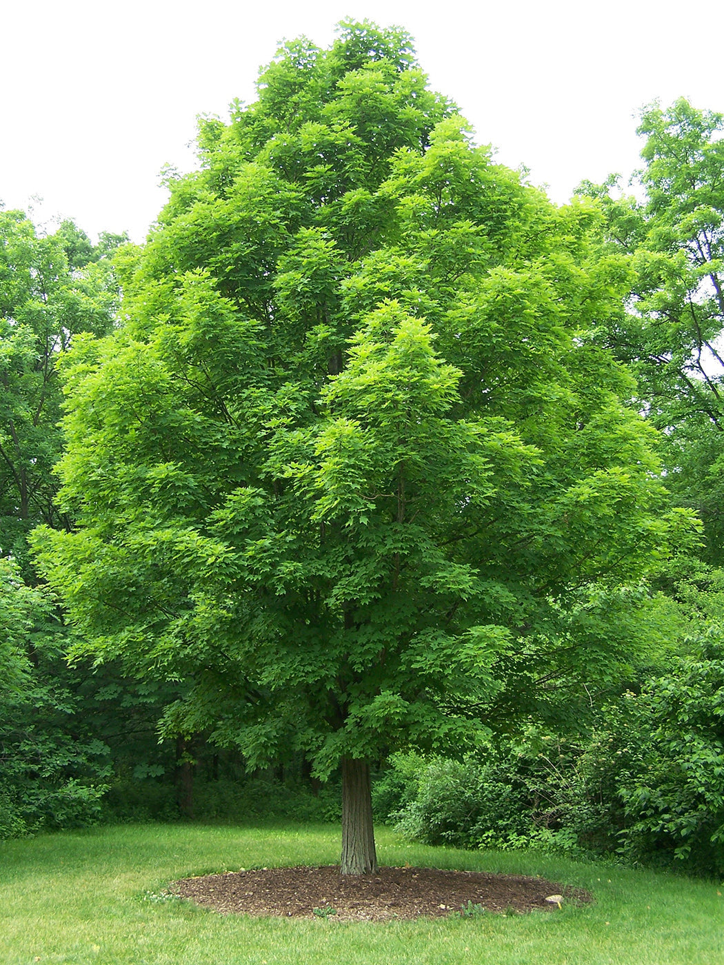Northern Sugar Maple Tree | Premium Seeds | Acer saccharum 'Summer' | Plants'® - Plants'