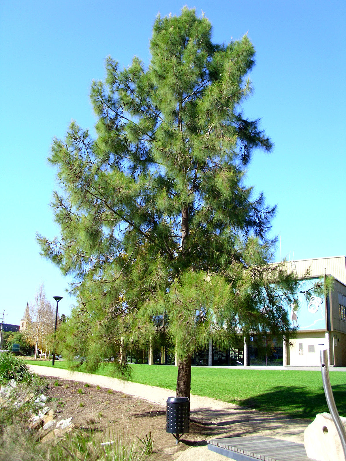 Australian River Pine Tree | Premium Seeds | Casuarina cunninghamiana | Plants'® - Plants'