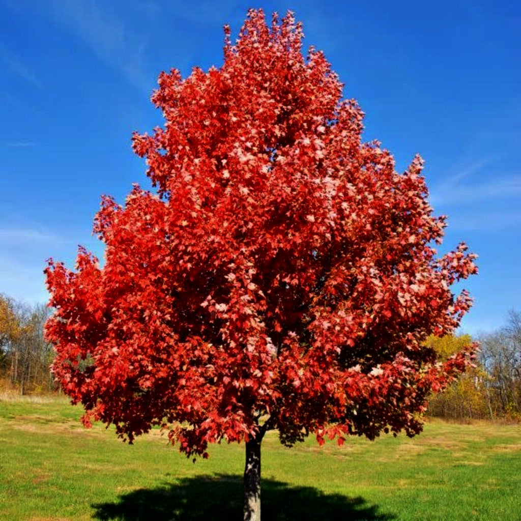 Southern Red Maple Tree | Premium Seeds | Acer rubrum 'Summer' | Plants'Ā® - Plants'
