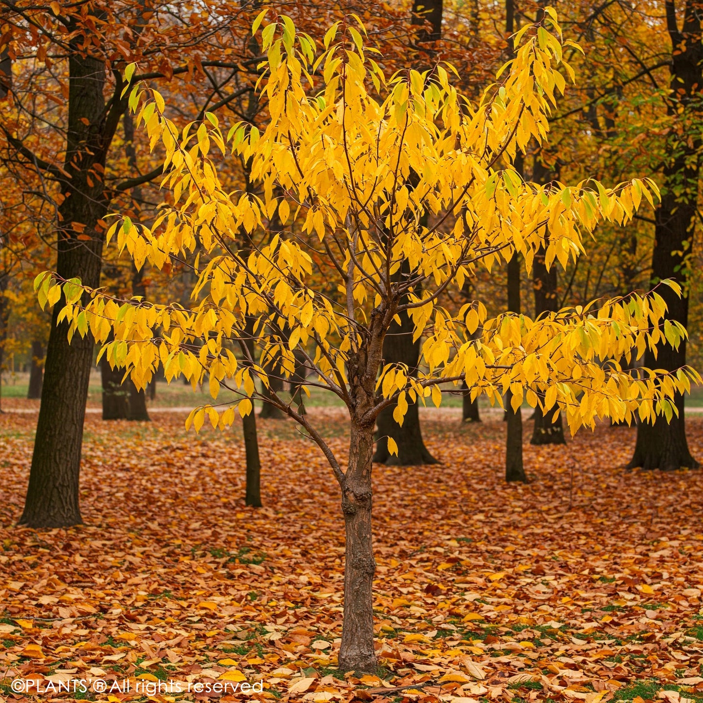 Arabian Cherry small tree in autumn, Species: Prunus mahaleb displays yellow fall color. Shop premium seeds at www.plantsamerica.com