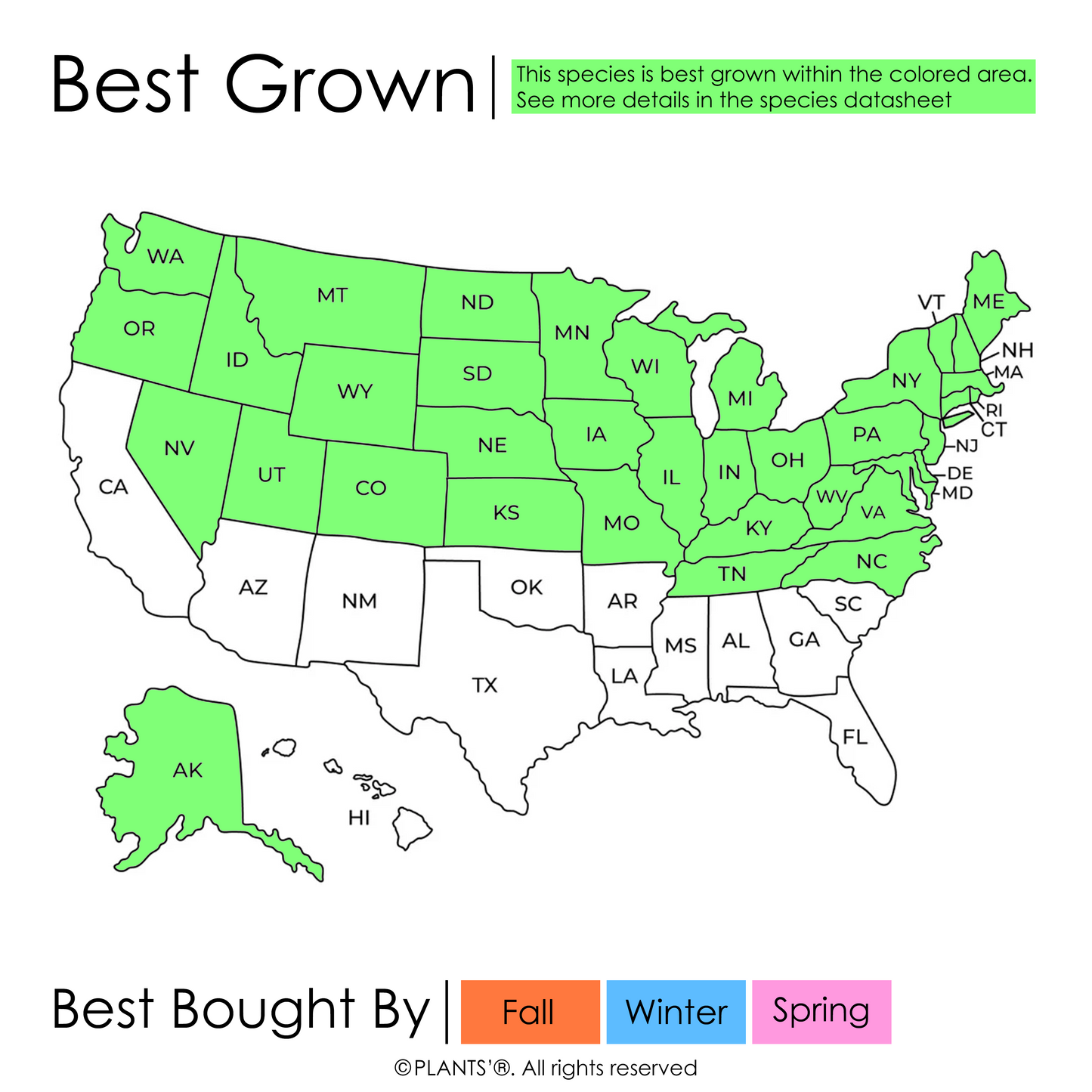 Northern Sugar Maple Tree | Premium Seeds | Acer saccharum 'Summer' | Plants'® - Plants'