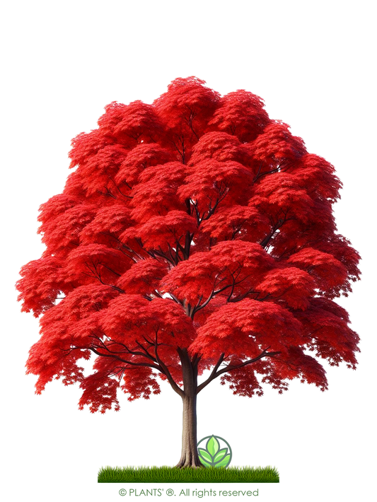 Northern Red Maple Tree | Premium Seeds | Acer rubrum 'Fall' | Plants'ยฎ - Plants'