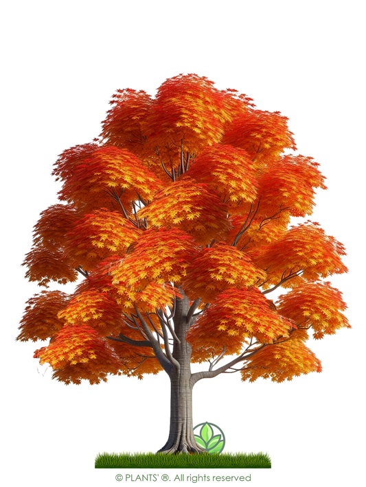 Northern Sugar Maple Tree | Premium Seeds | Acer saccharum 'Fall' |  Plants'ยฎ - Plants'