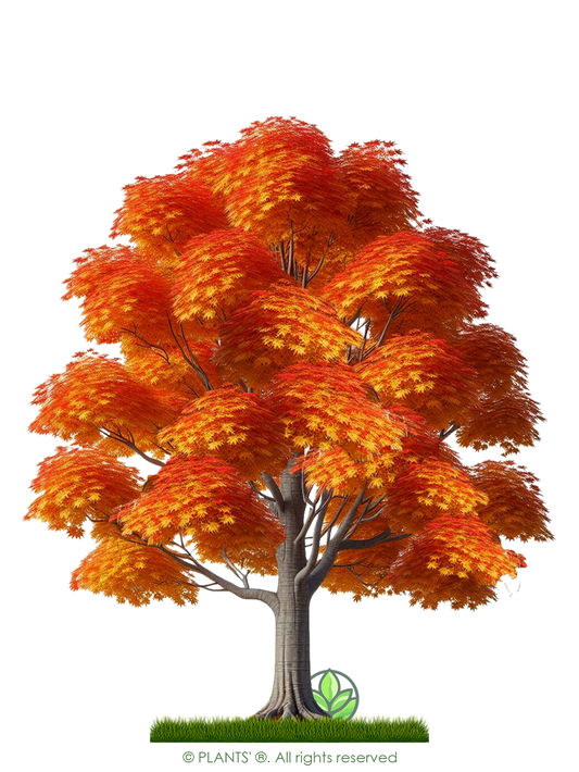 Southern Sugar Maple Tree | Premium Seeds | Acer saccharum 'Fall' | Plants'ยฎ - Plants'