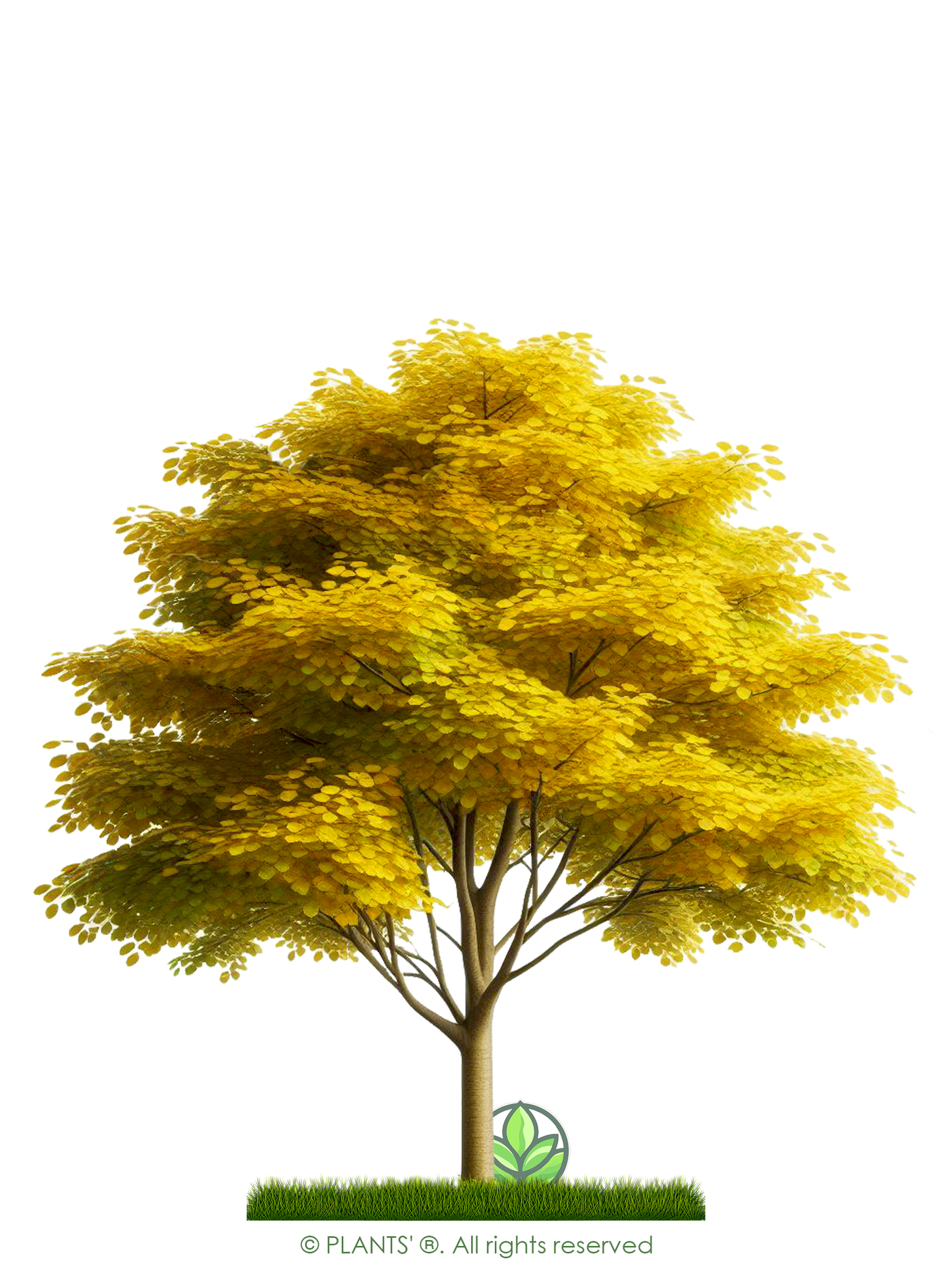 Sargent's Crabapple Tree | Premium Seeds | Malus sargentii 'Fall' | Plants'Ā® - Plants'