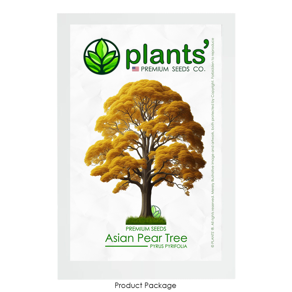 Asian Pear Tree | Premium Seeds | Pyrus pyrifolia 'Fall' | Plants'® - Plants'