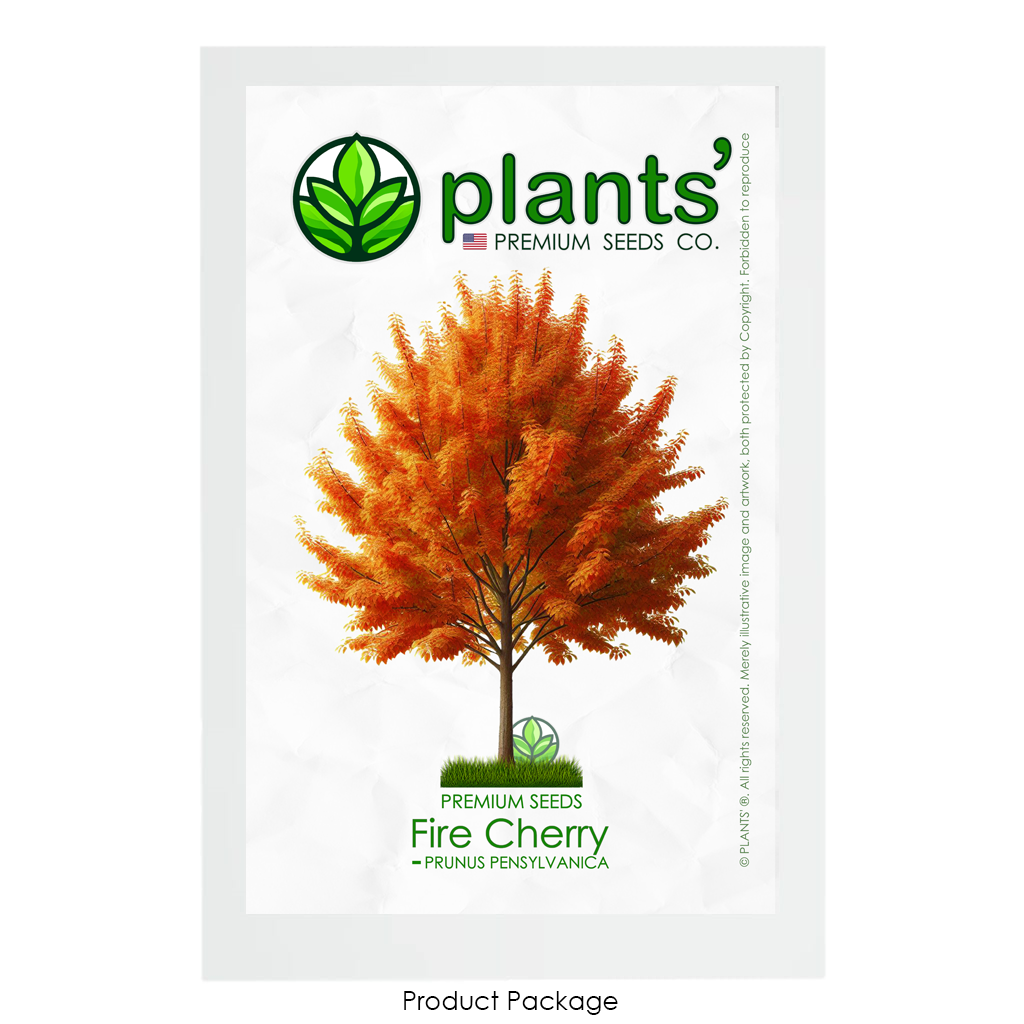 Fire Cherry Tree | Premium Seeds | Prunus pensylvanica 'Fall' | Plants'® - Plants'