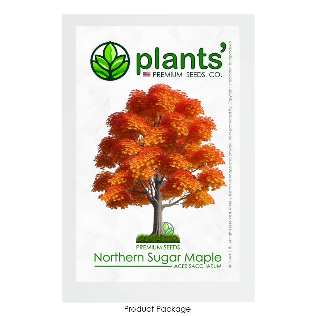 Northern Sugar Maple Tree | Premium Seeds | Acer saccharum 'Fall' | Plants'® - Plants'