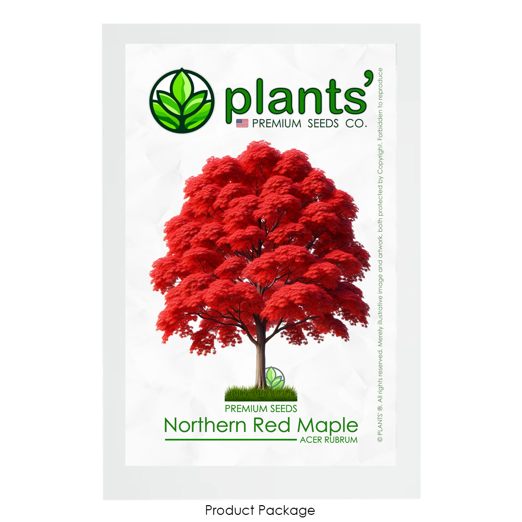 Northern Red Maple Tree | Premium Seeds | Acer rubrum 'Fall' | Plants'Ā® - Plants'