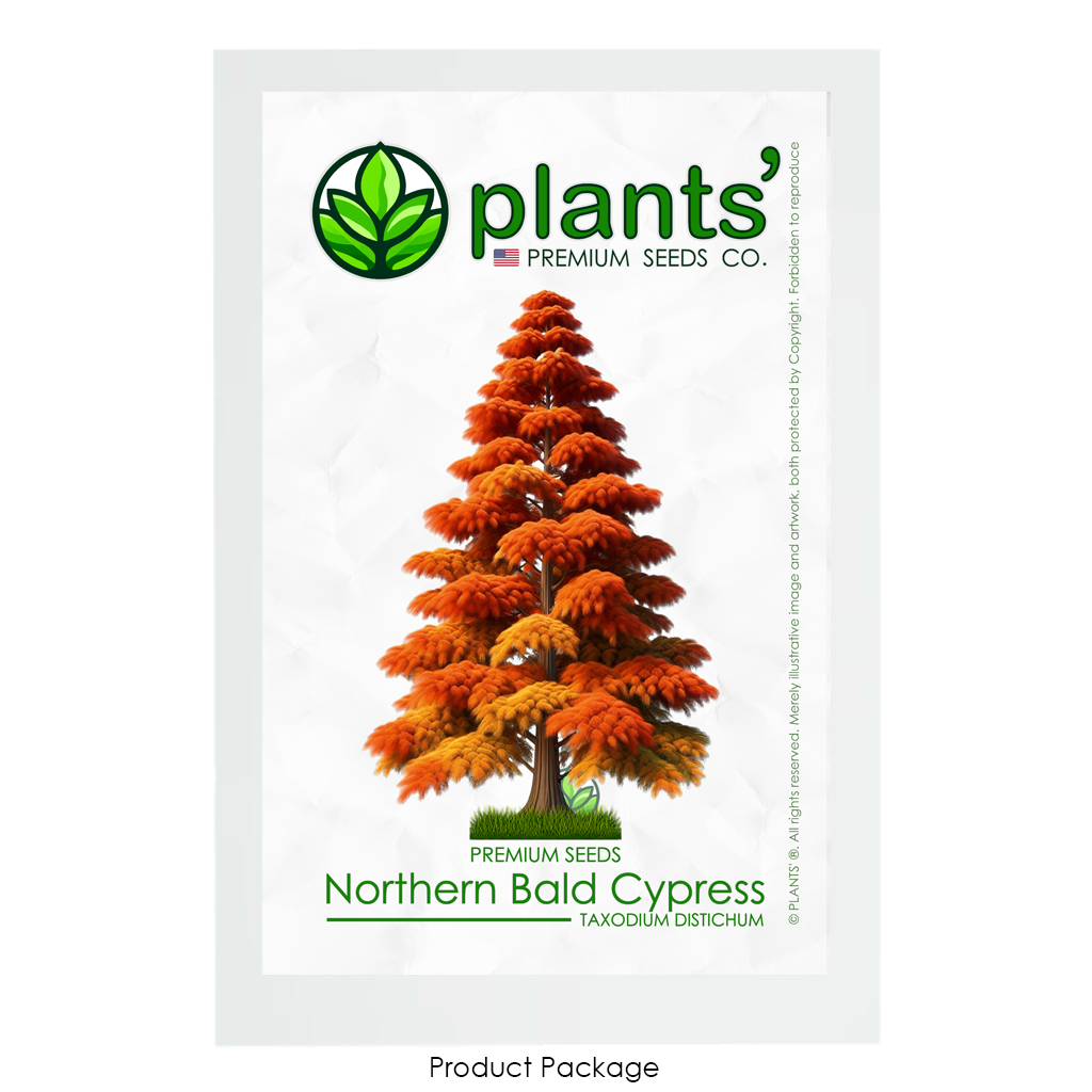 Northern Bald Cypress Tree | Premium Seeds | Taxodium distichum 'Fall' | Plants'® - Plants'
