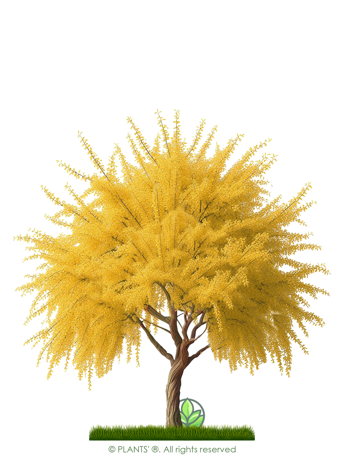 Arabian Cherry Tree | Premium Seeds | Prunus mahaleb 'Fall' | Plants' - Plants'