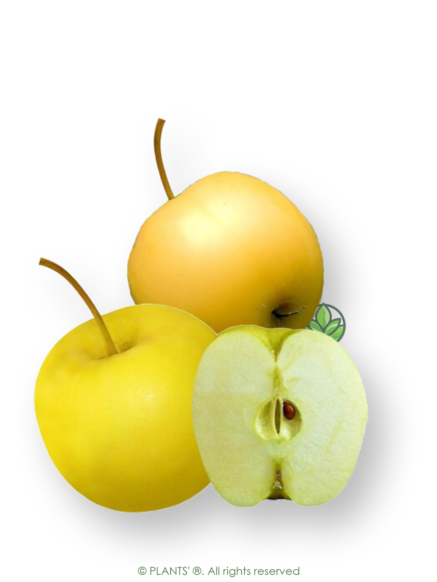 French Wild Apple | Premium Seeds | Malus sylvestris 'Fruit' | Plants'® - Plants'