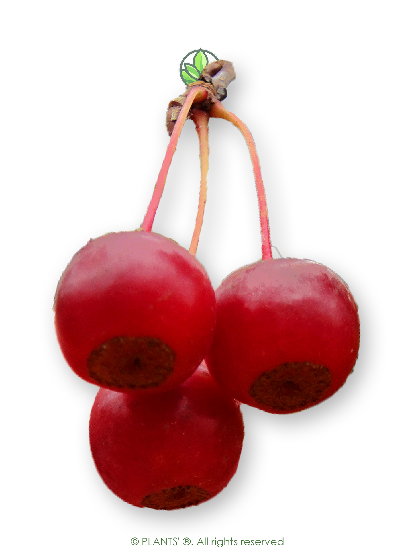 Sargent's Crabapple | Premium Seeds | Malus sargentii 'Fruit' | Plants'Ā® - Plants'