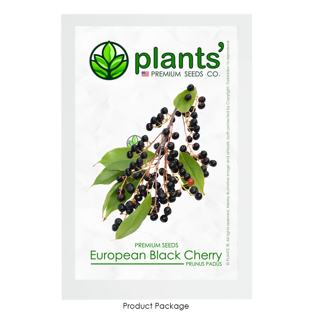 European Black Cherry | Premium Seeds | Prunus padus 'Fruit' | Plants'® - Plants'
