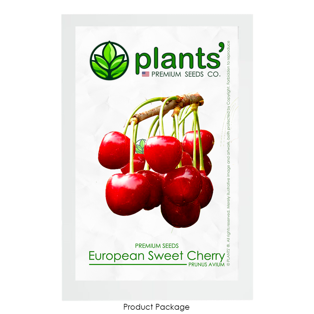 European Sweet Cherry | Premium Seeds | Prunus avium 'Fruit' | Plants'® - Plants'