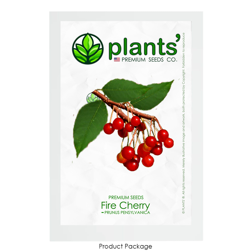 Fire Cherry | Premium Seeds | Prunus pensylvanica 'Fruit' | Plants'® - Plants'