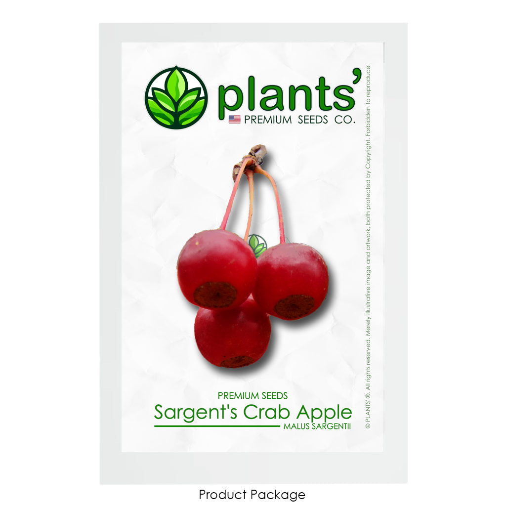 Sargent's Crabapple | Premium Seeds | Malus sargentii 'Fruit' | Plants'Ā® - Plants'