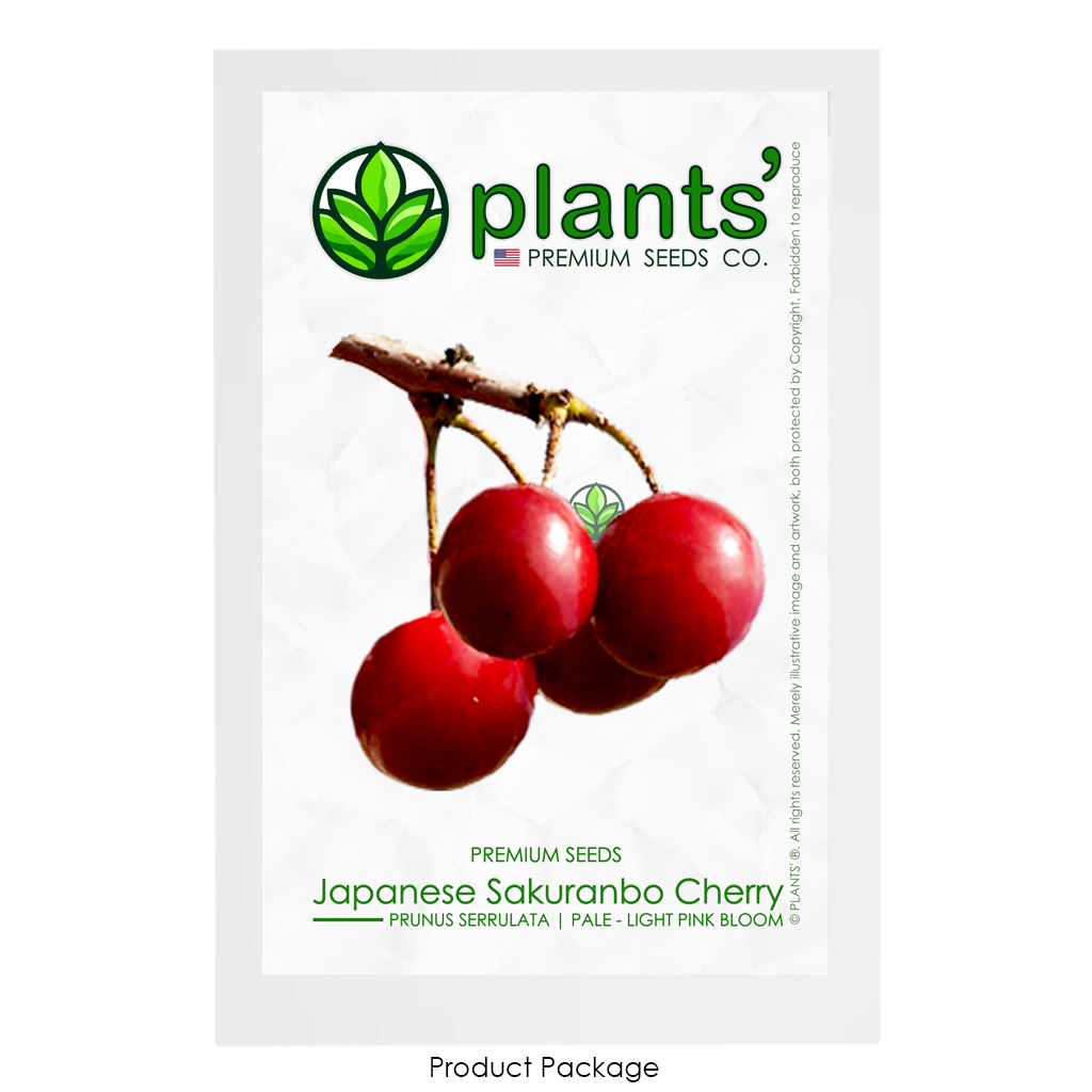 Japanese Sakuranbo Cherry PB | Premium Seeds | Prunus serrulata 'Fruit' | Plants'® - Plants'