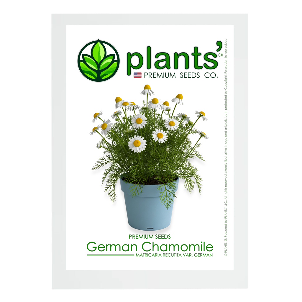 German Chamomile Flowers | Premium Seeds | Matricaria recutita 'German' | Plants'®