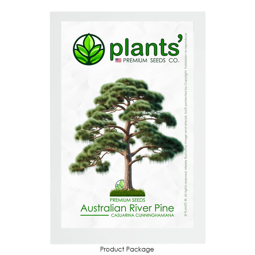 Australian River Pine Tree | Premium Seeds | Casuarina cunninghamiana | Plants'® - Plants'