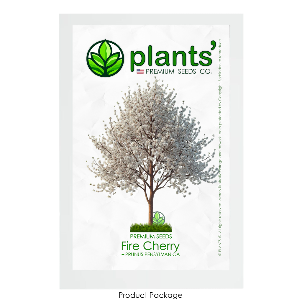 Fire Cherry Tree | Premium Seeds | Prunus pensylvanica 'Spring' | Plants'® - Plants'