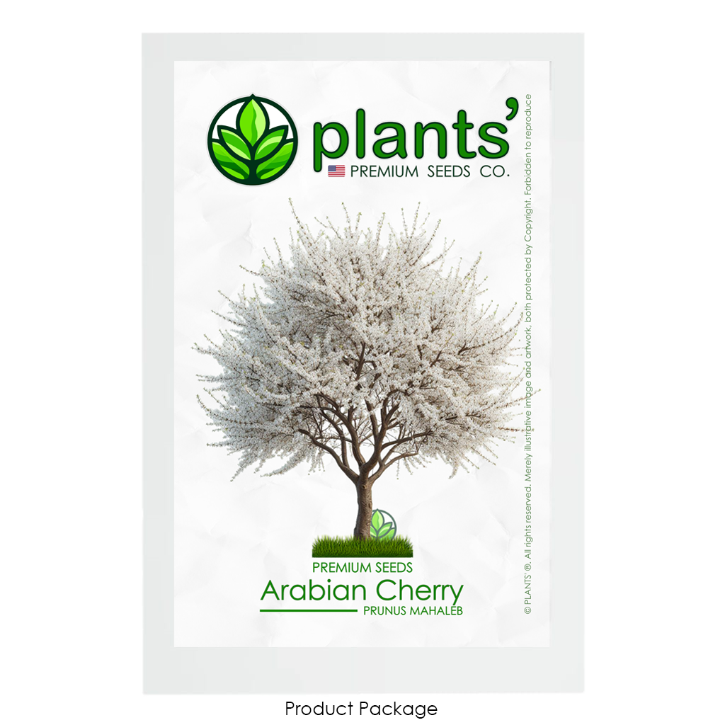Arabian Cherry Tree | Premium Seeds | Prunus mahaleb 'Spring' | Plants'® - Plants'