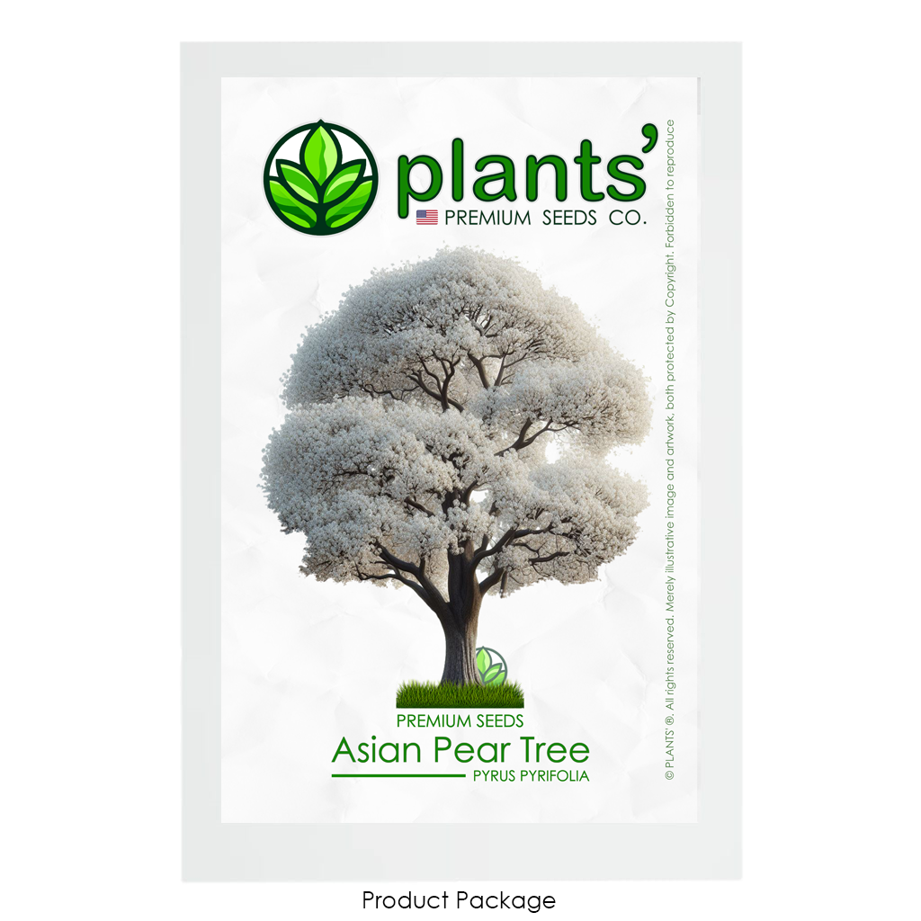Asian Pear Tree | Premium Seeds | Pyrus pyrifolia 'Spring' | Plants'® - Plants'