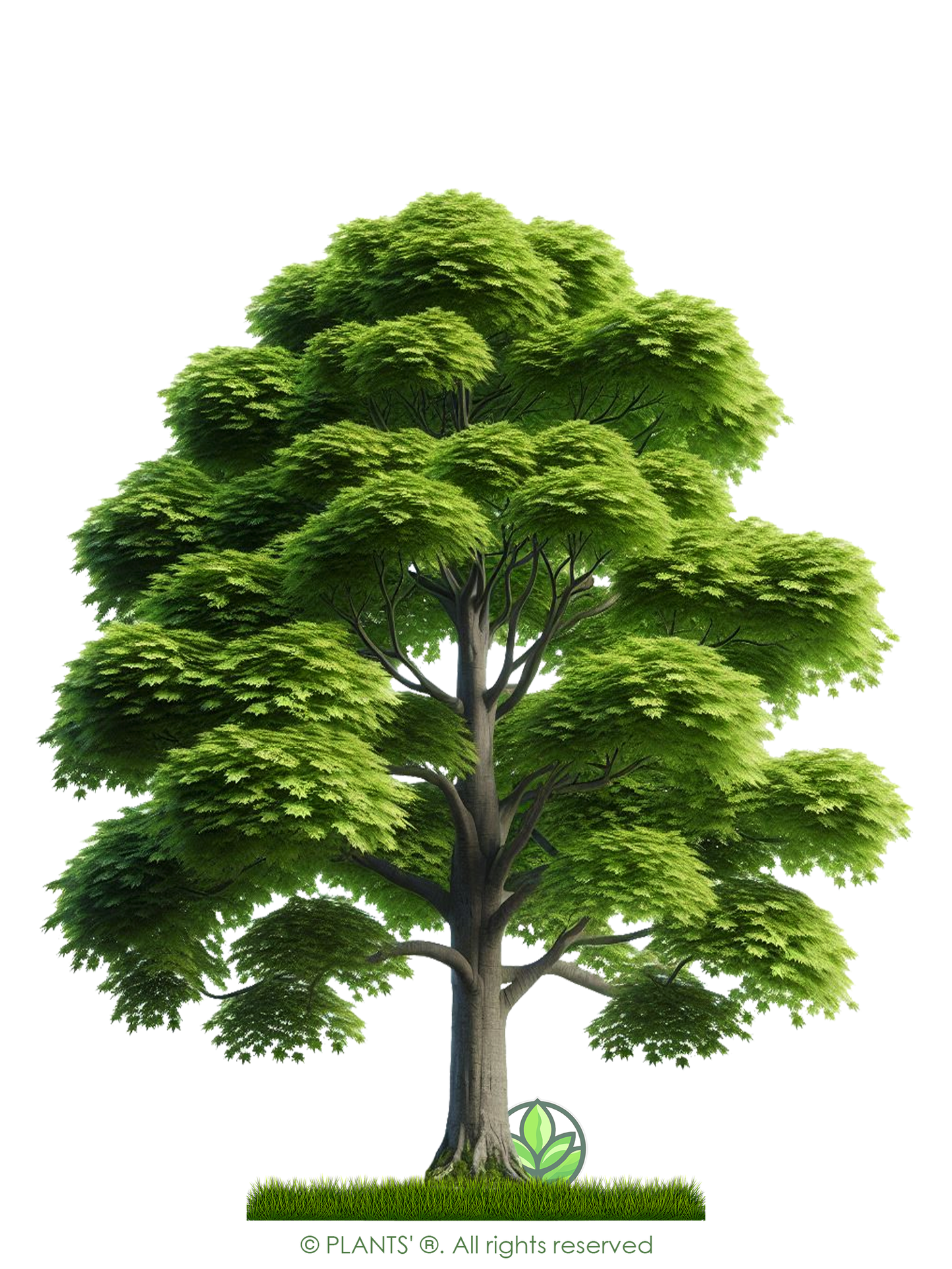 Northern Sugar Maple Tree | Premium Seeds | Acer saccharum 'Summer' | Plants'® - Plants'