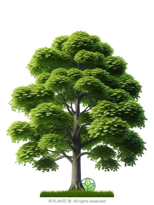 Southern Sugar Maple Tree | Premium Seeds | Acer saccharum 'Summer' | Plants'ยฎ - Plants'