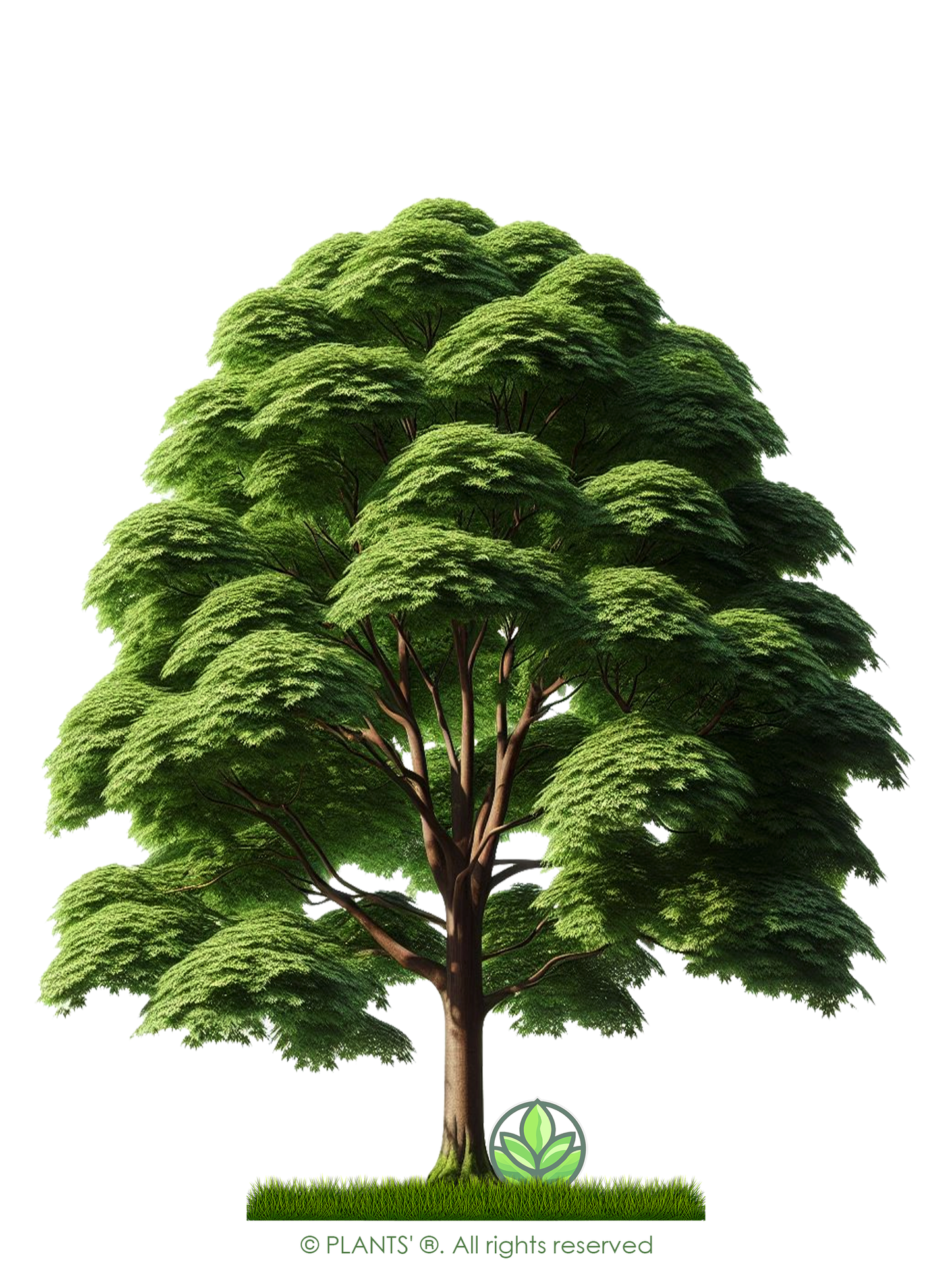 Northern Red Maple Tree | Premium Seeds | Acer rubrum 'Summer' | Plants'Ā® - Plants'