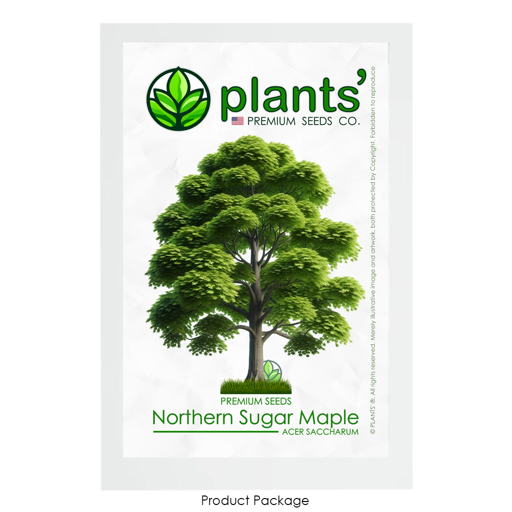 Northern Sugar Maple Tree | Premium Seeds | Acer saccharum 'Summer' | Plants'® - Plants'