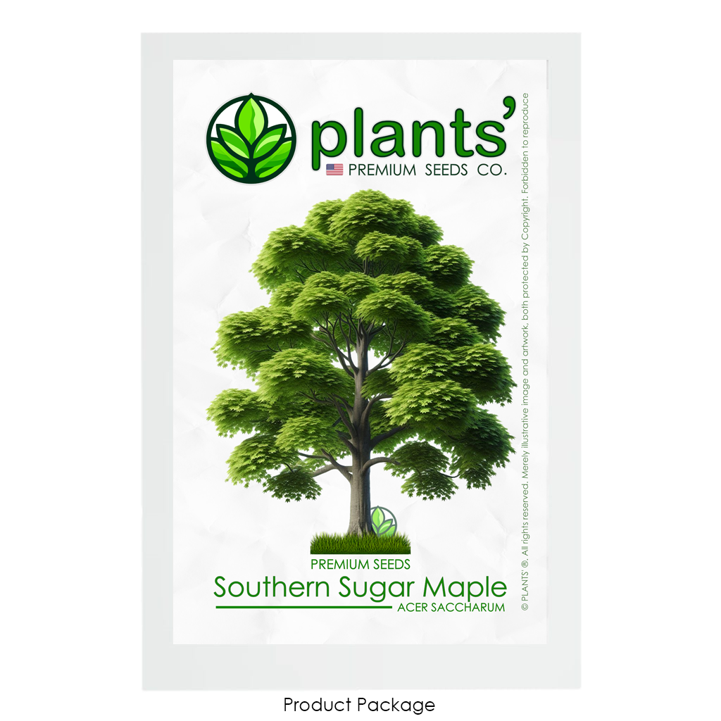 Southern Sugar Maple Tree | Premium Seeds | Acer saccharum 'Summer' | Plants'Ā® - Plants'