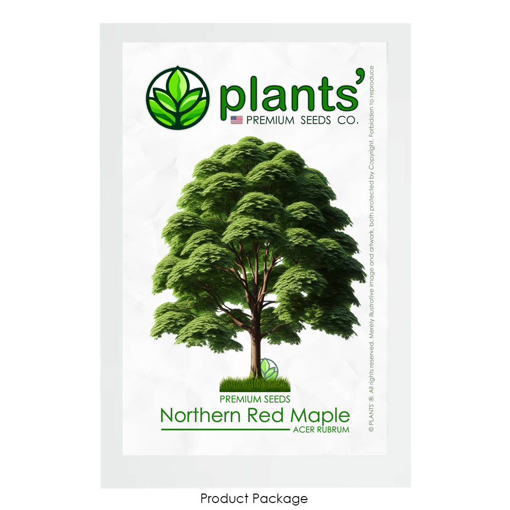 Northern Red Maple Tree | Premium Seeds | Acer rubrum 'Summer' | Plants'Ā® - Plants'
