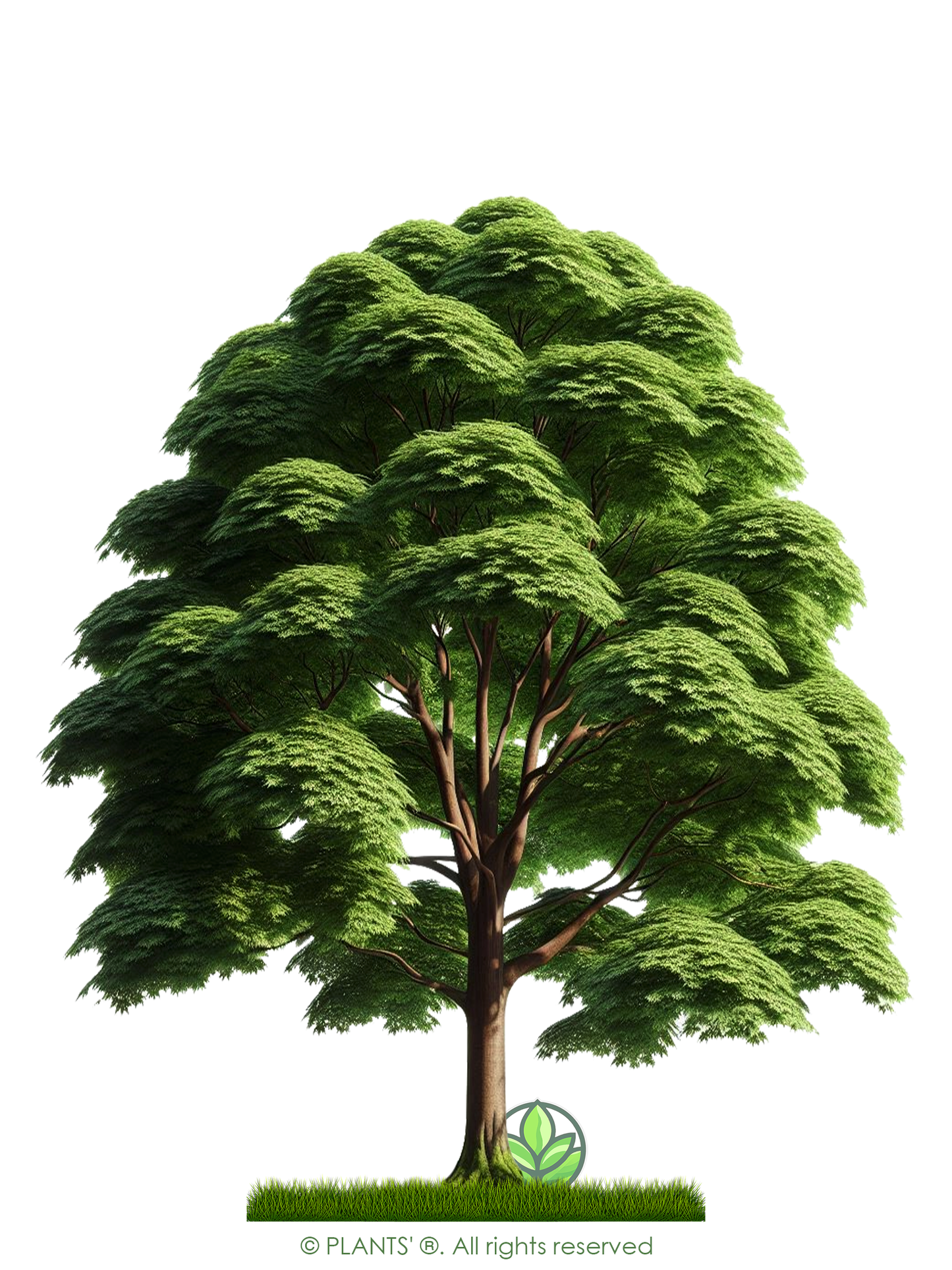 Southern Red Maple Tree | Premium Seeds | Acer rubrum 'Summer' | Plants'Ā® - Plants'