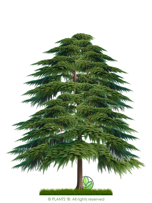 Montezuma Cypress Tree | Premium Seeds | Taxodium mucronatum | Plants'ยฎ - Plants'