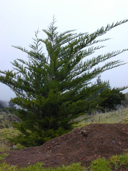 California Cypress Tree | Premium Seeds | Cupressus macrocarpa | Plants'® - Plants'