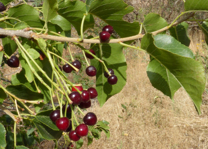 St. Lucie Cherry | Premium Seeds | Prunus mahaleb 'Fruit' | Plants'® - Plants'