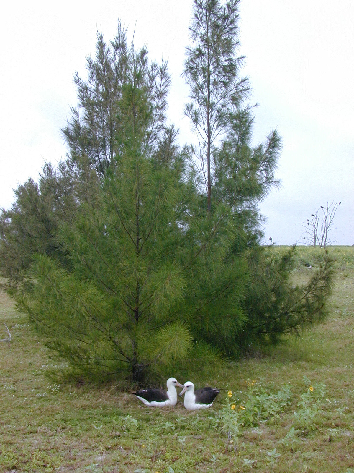 Australian Beach Pine Tree | Premium Seeds | Casuarina equisetifolia | Plants'® - Plants'