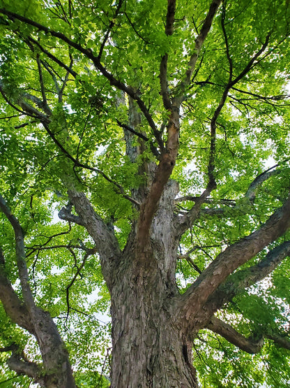 Trident Maple Tree | Premium Seeds | Acer buergerianum 'Summer' | Plants'® - Plants'