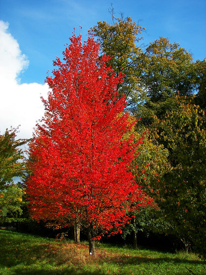 Northern Red Maple Tree | Premium Seeds | Acer rubrum 'Summer' | Plants'® - Plants'