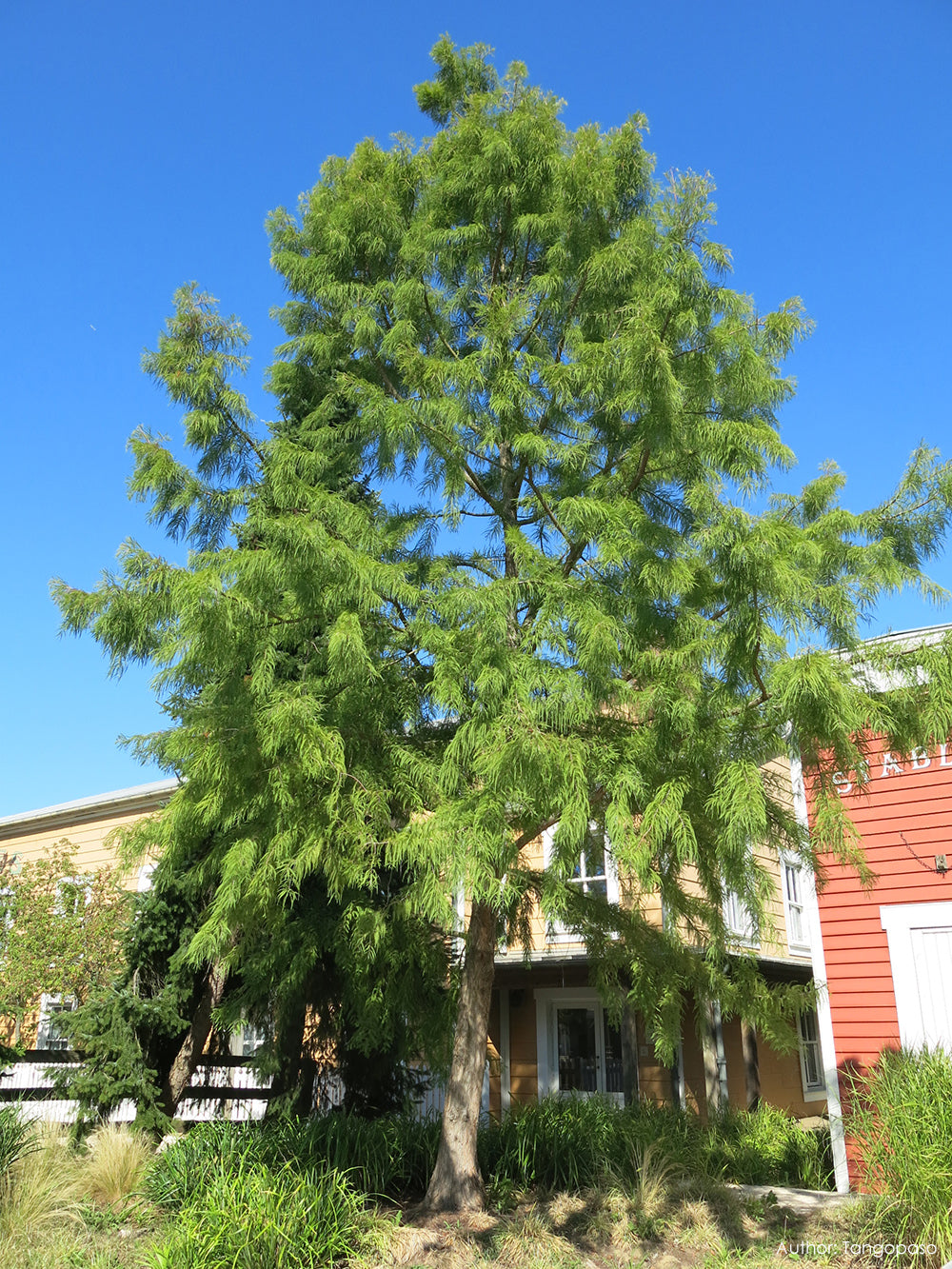 Northern Bald Cypress Tree | Premium Seeds | Taxodium distichum 'Summer' | Plants'® - Plants'