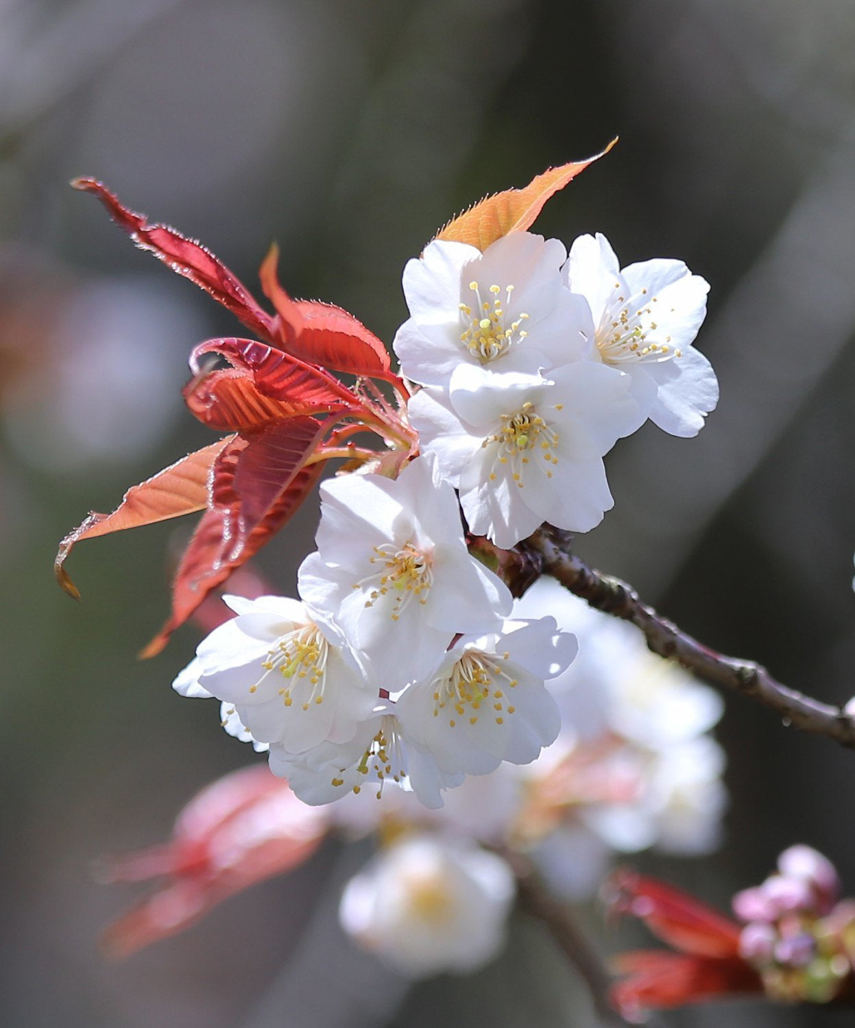 Japanese Sakuranbo Cherry WB | Premium Seeds | Prunus serrulata 'Spontanea' 'Fruit' | Plants'® - Plants'